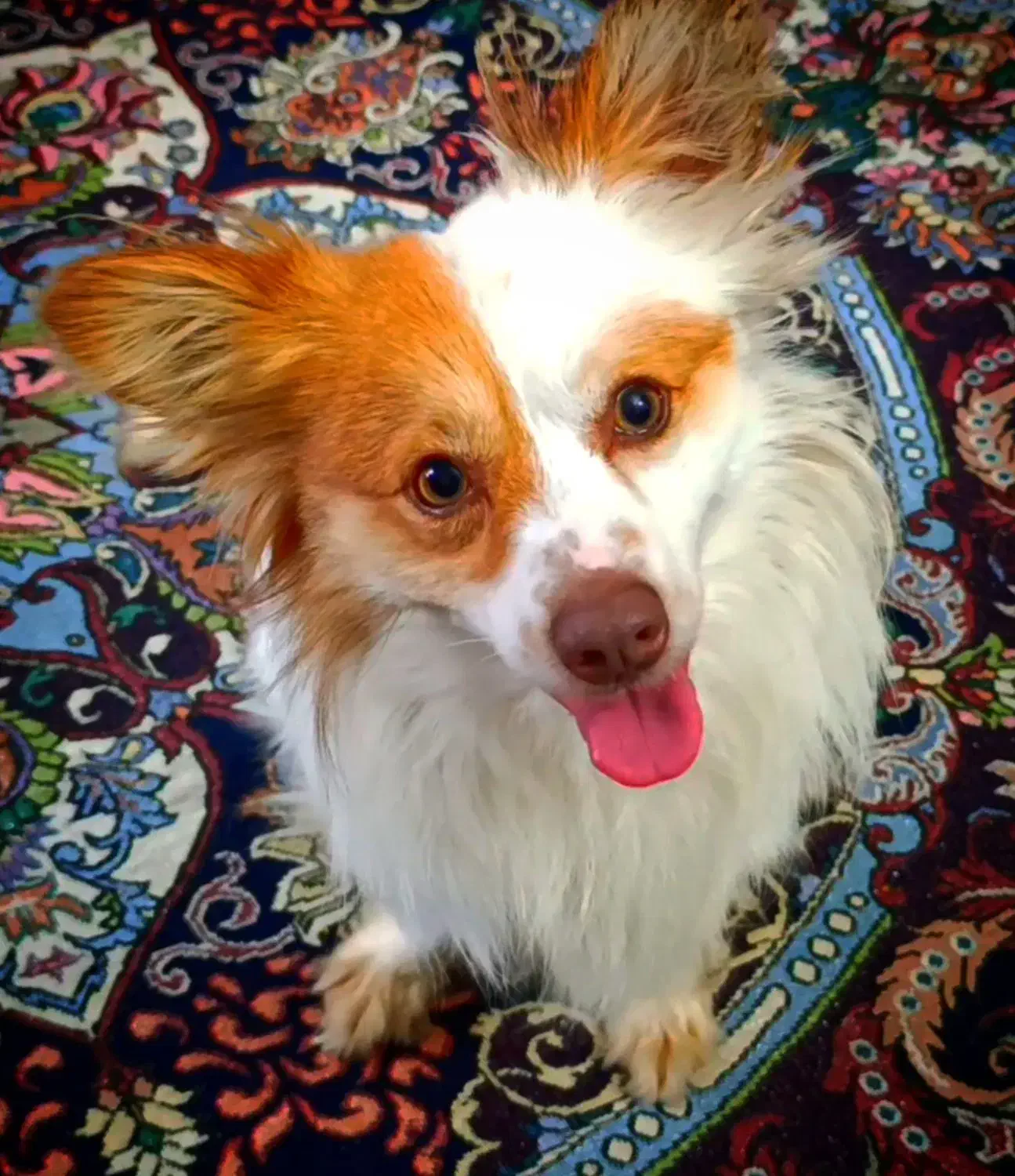 سگ اشپیتز روباهی|سگ|سرخنکلاته, |دیوار