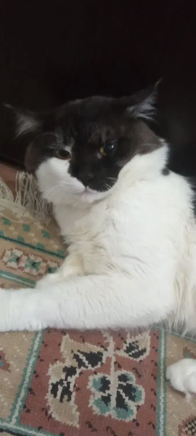 گربه پرشین|گربه|بندرعباس, |دیوار