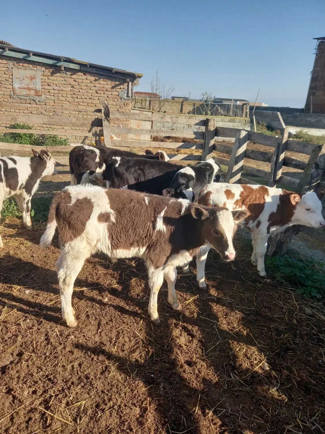 فروش ۶ راس گوساله شیرخوار نر|حیوانات مزرعه|گمیشان, |دیوار