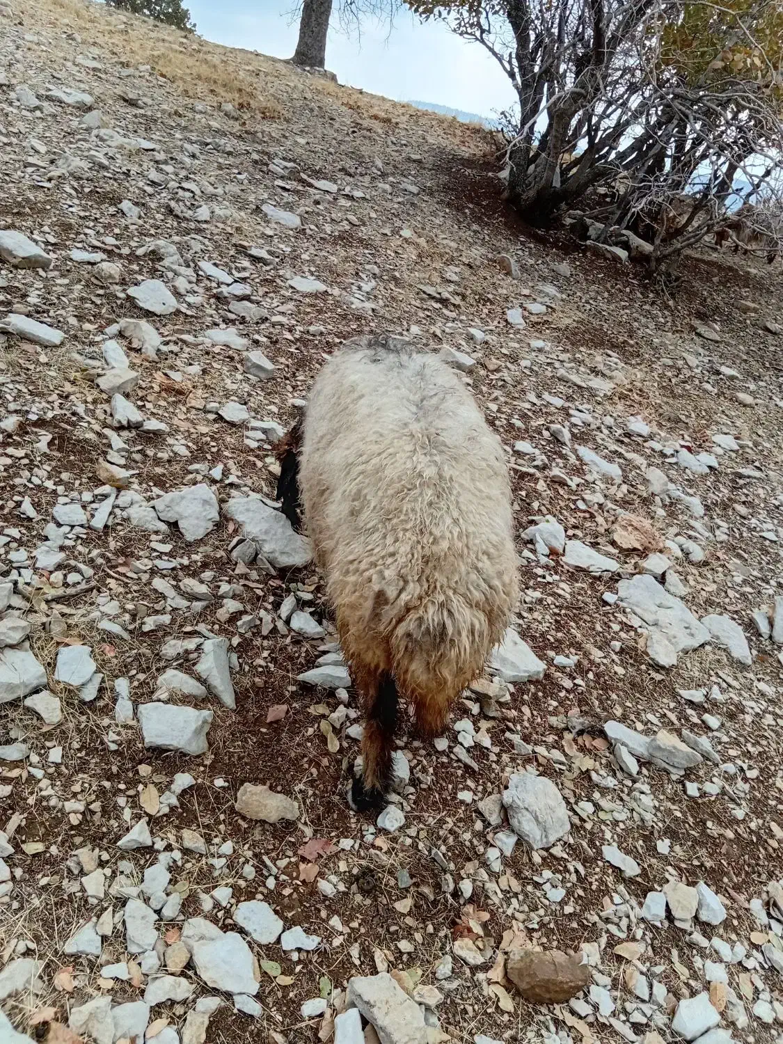 میش|حیوانات مزرعه|چوار, |دیوار