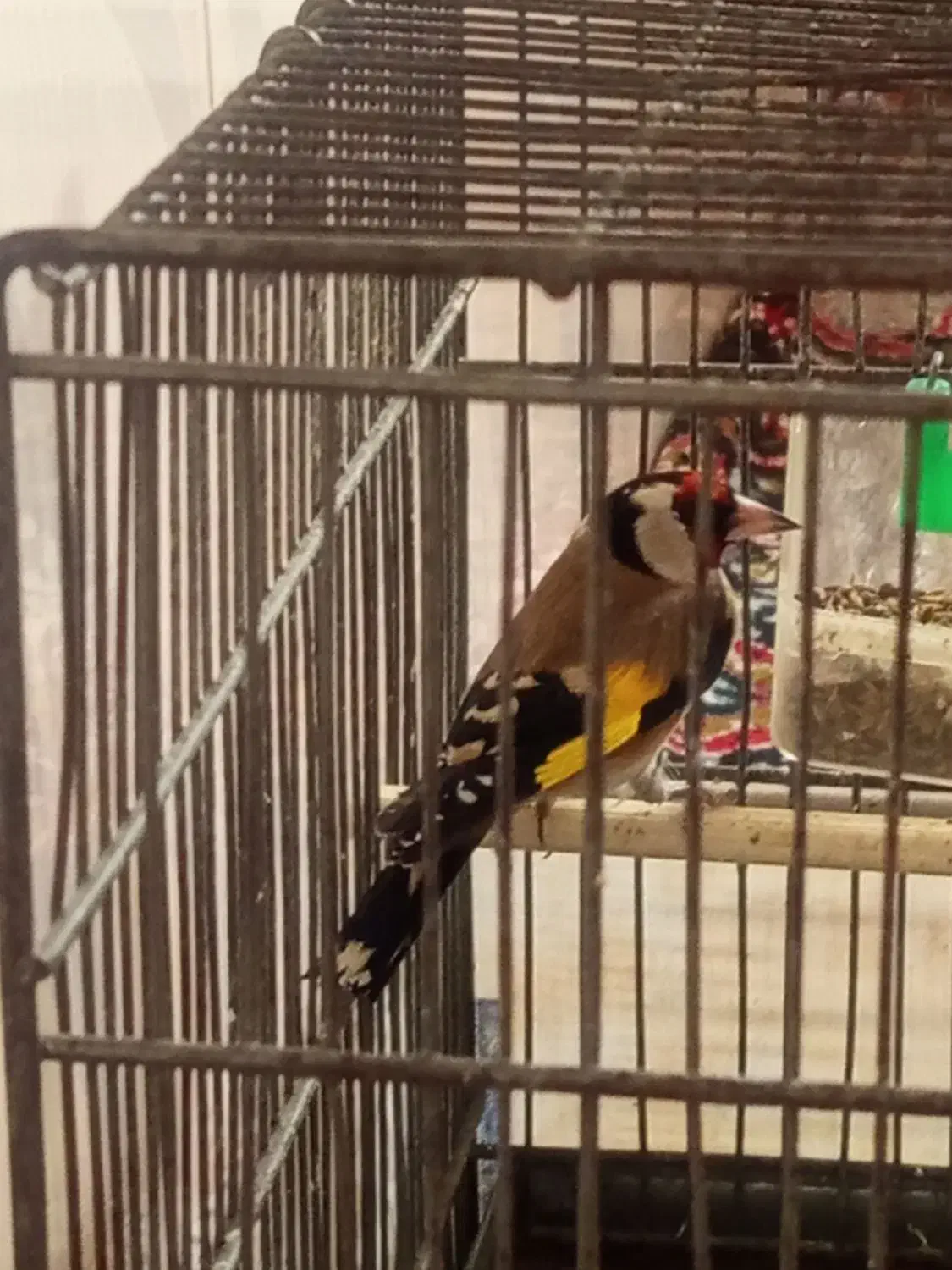 2عدد‌سهره‌نرقلمی‌و‌گل‌بلند|پرنده|اردبیل, |دیوار