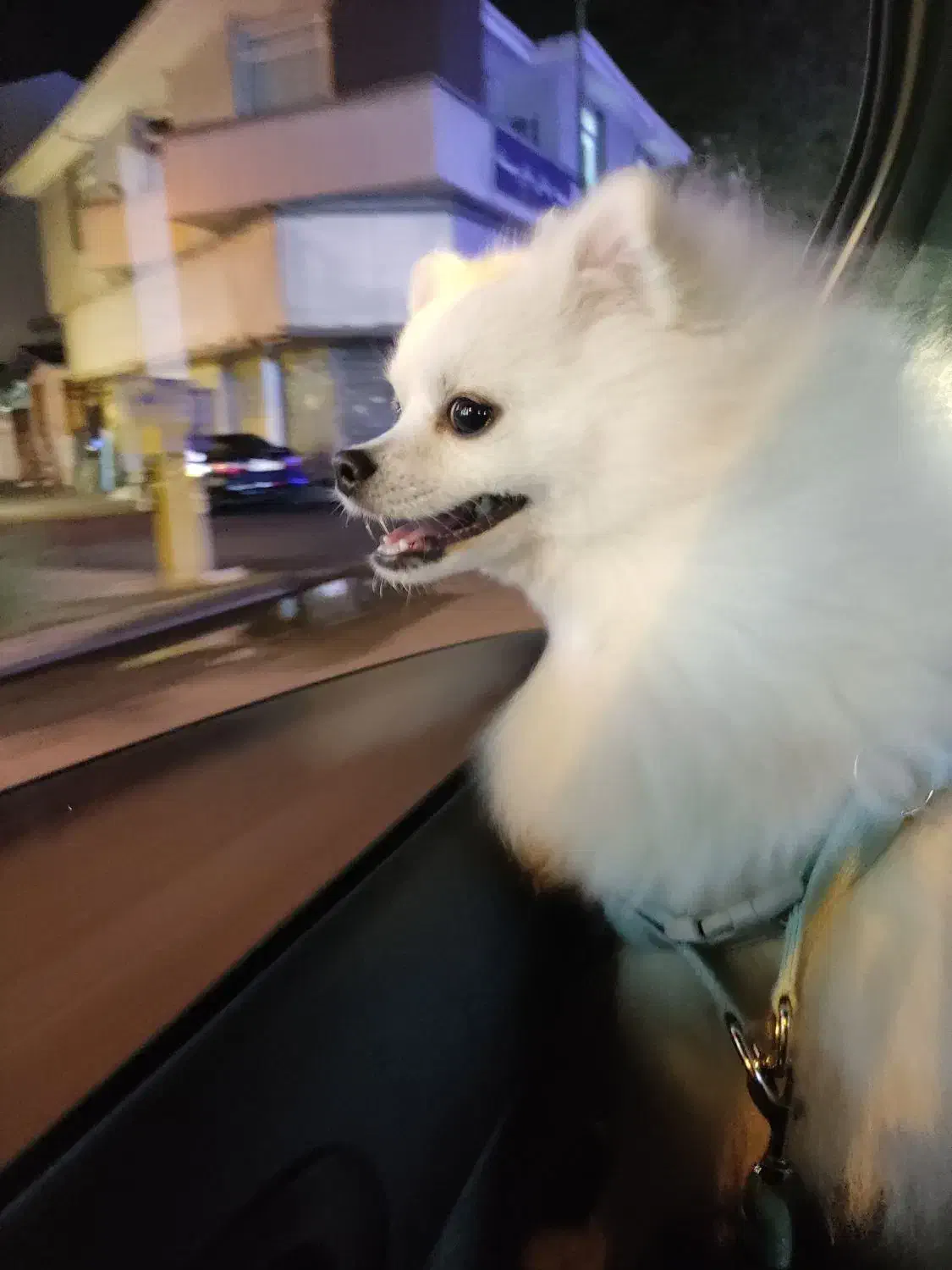 سگ پامر|سگ|رشت, معلم|دیوار