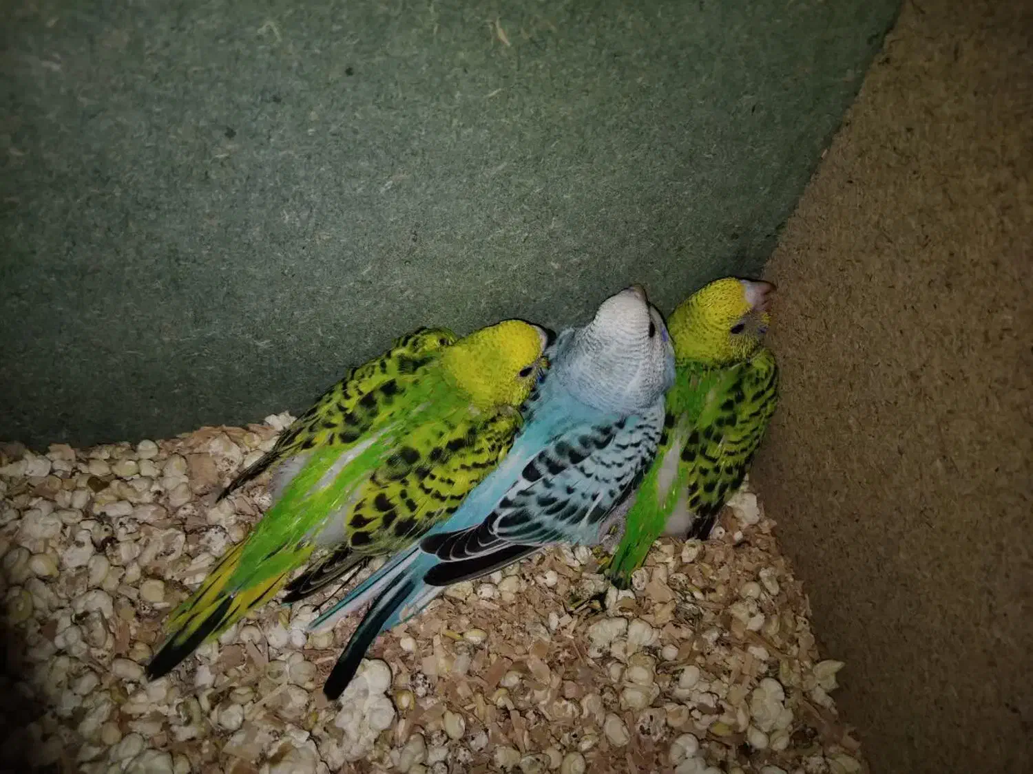 جوجه مرغ عشق|پرنده|یزد, |دیوار