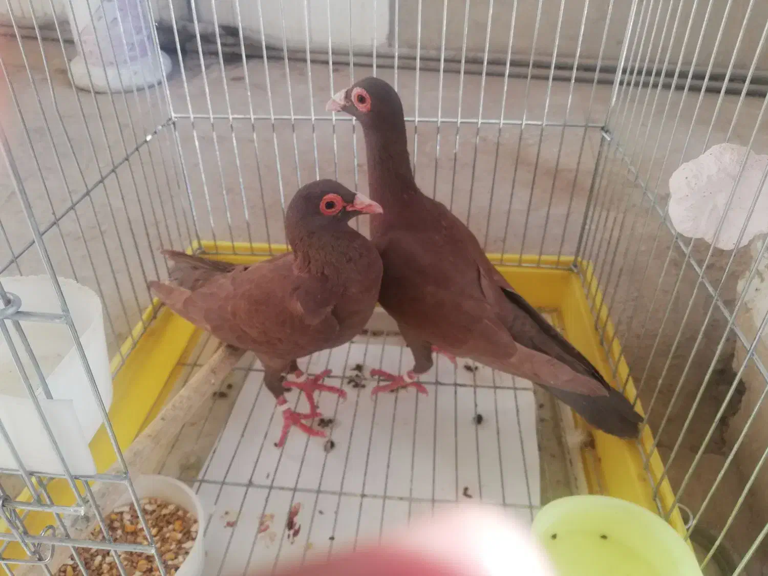 کبوتربغدادی|پرنده|مشهد, انقلاب|دیوار