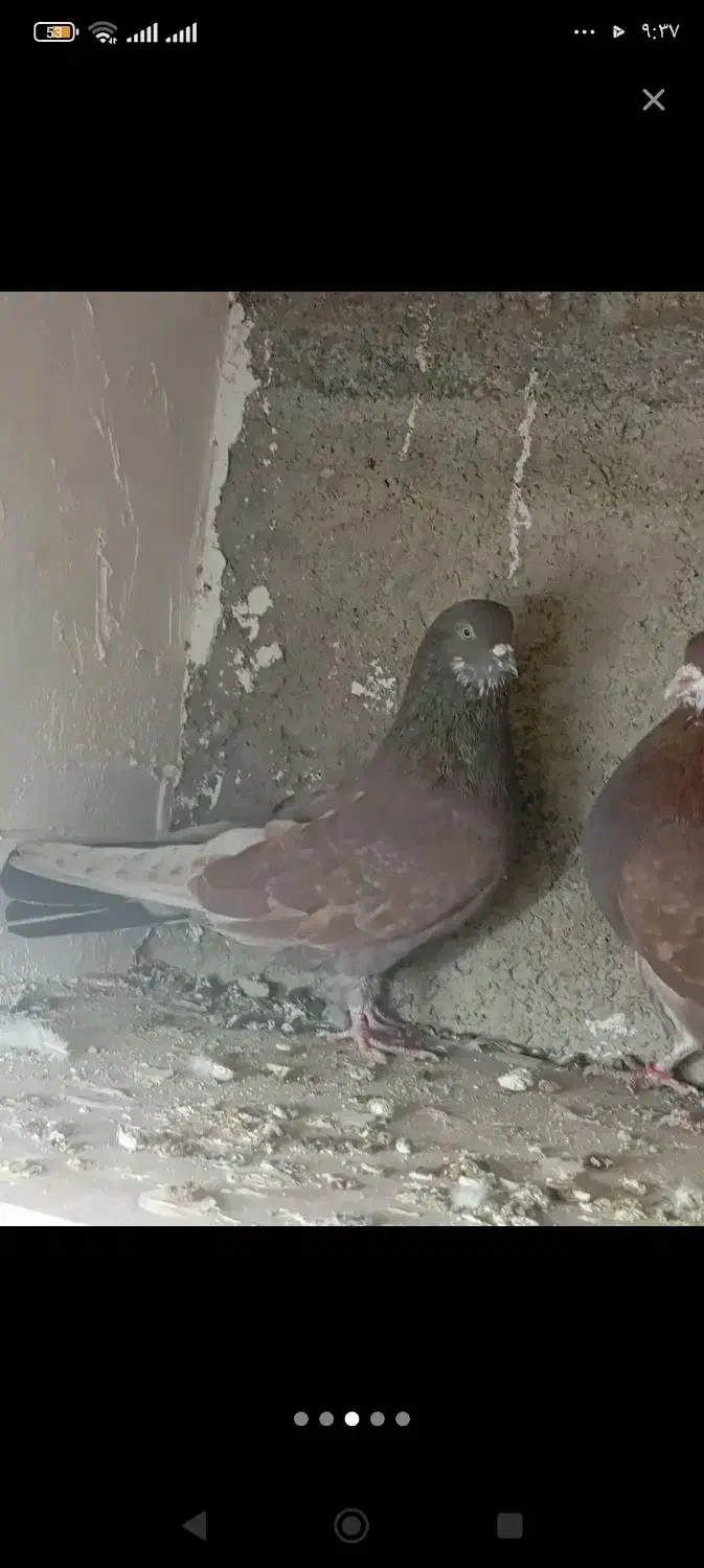 کفتر نر زمانی بشرط ساعت سنگین|پرنده|وحیدیه, |دیوار