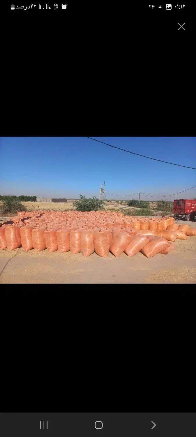 کاه گندم کردستان دیم|خدمات باغبانی و درختکاری|کاشان, ۲۲ بهمن|دیوار