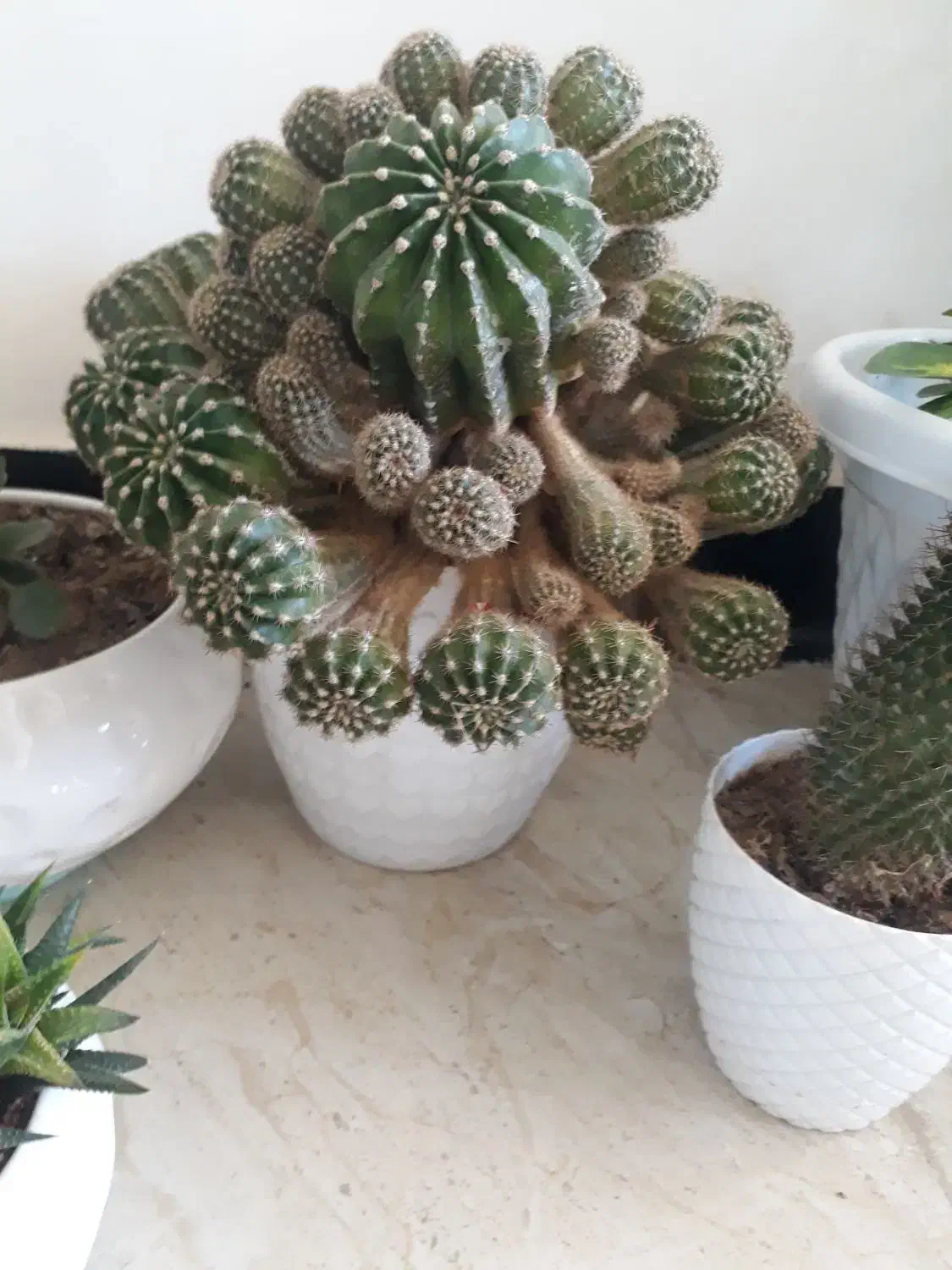 کاکتوس|گل و گیاه طبیعی|ایوان, |دیوار