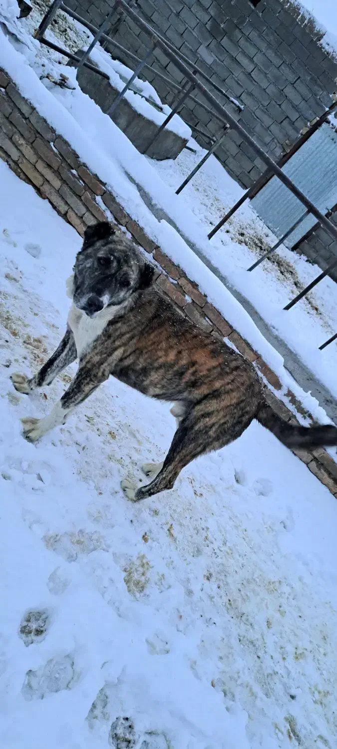 سگ گله|سگ|باخزر, |دیوار