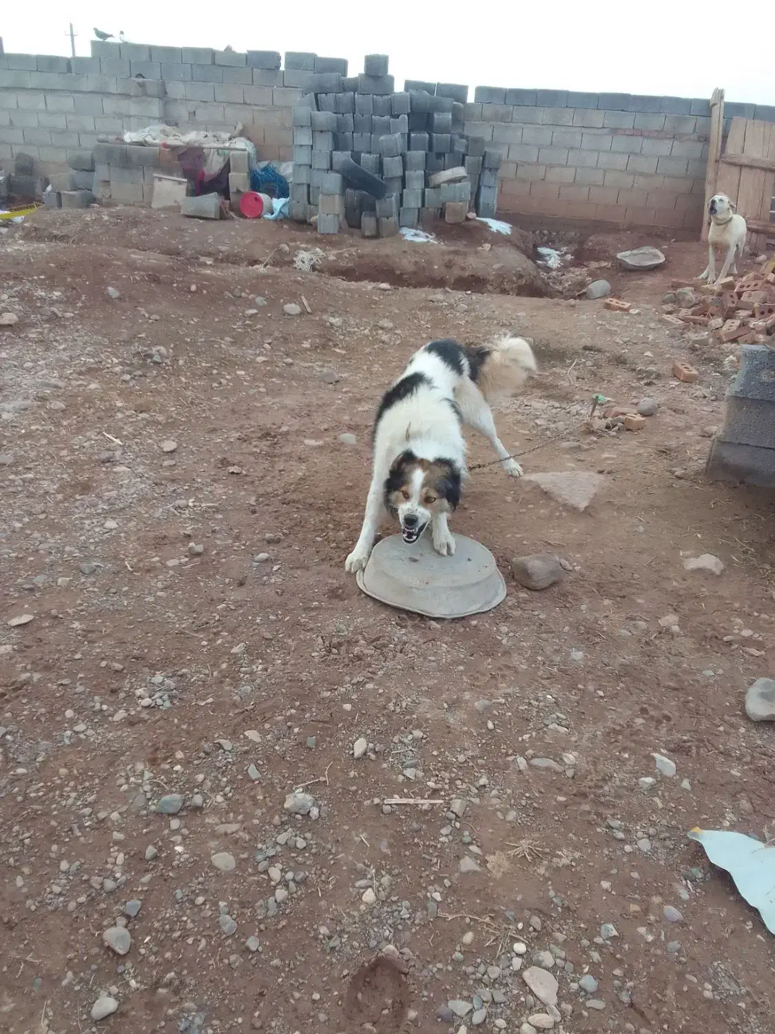 سگ واگذاری|سگ|هریس, |دیوار