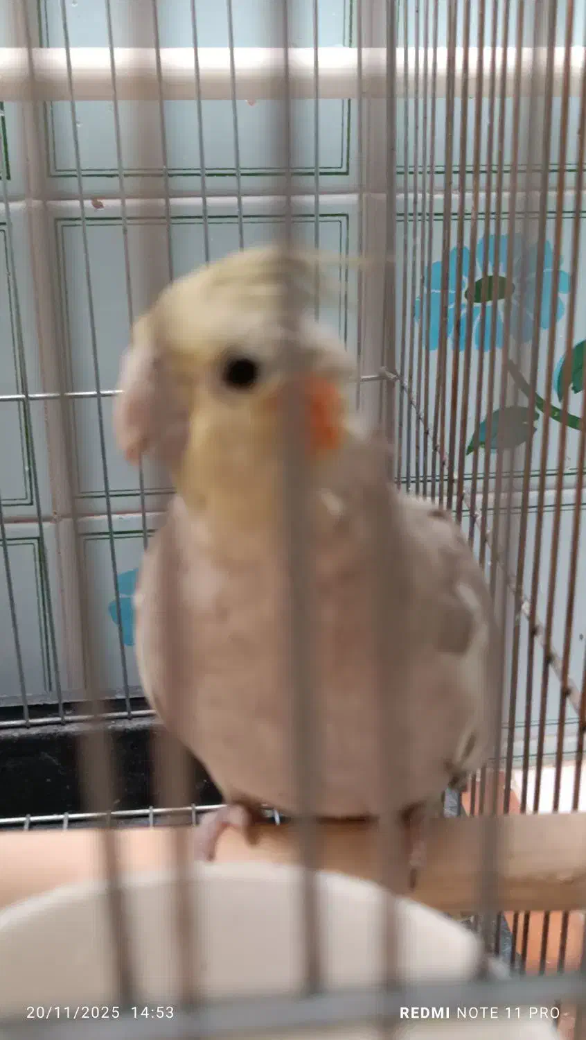 عروس هلندی نژاد دارچینی|پرنده|تاکستان, |دیوار