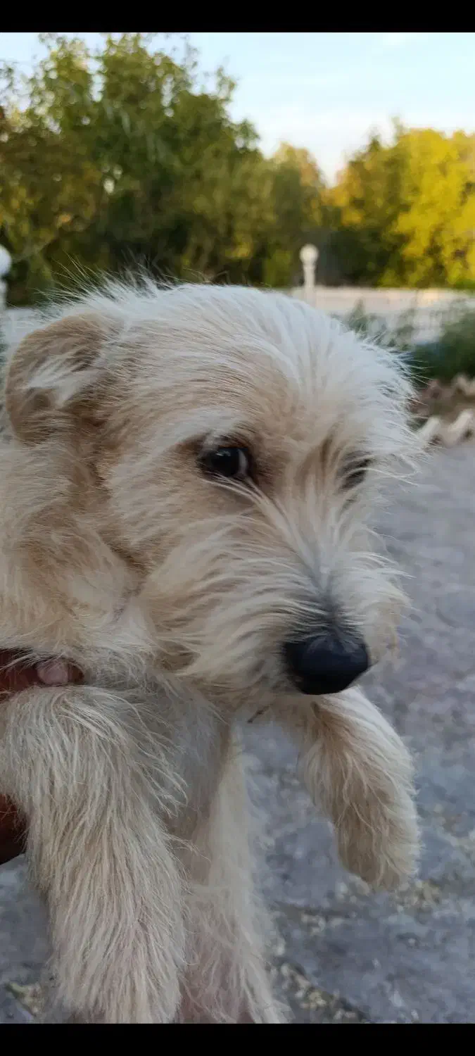 شیتزو|سگ|خلجستان, |دیوار