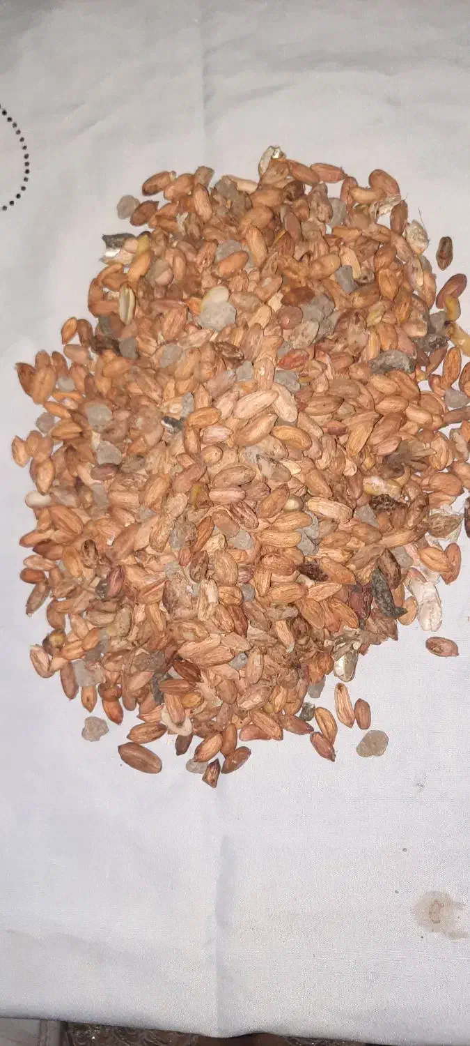 بادام زمینی|خوردنی و آشامیدنی|پاکدشت, شهرک امام رضا|دیوار