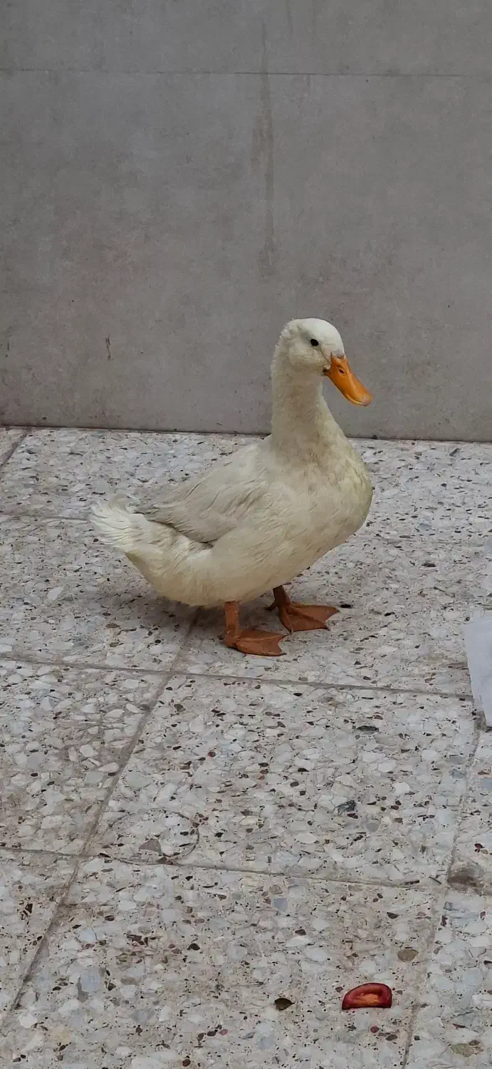 اردک|حیوانات مزرعه|قم, یخچال قاضی|دیوار