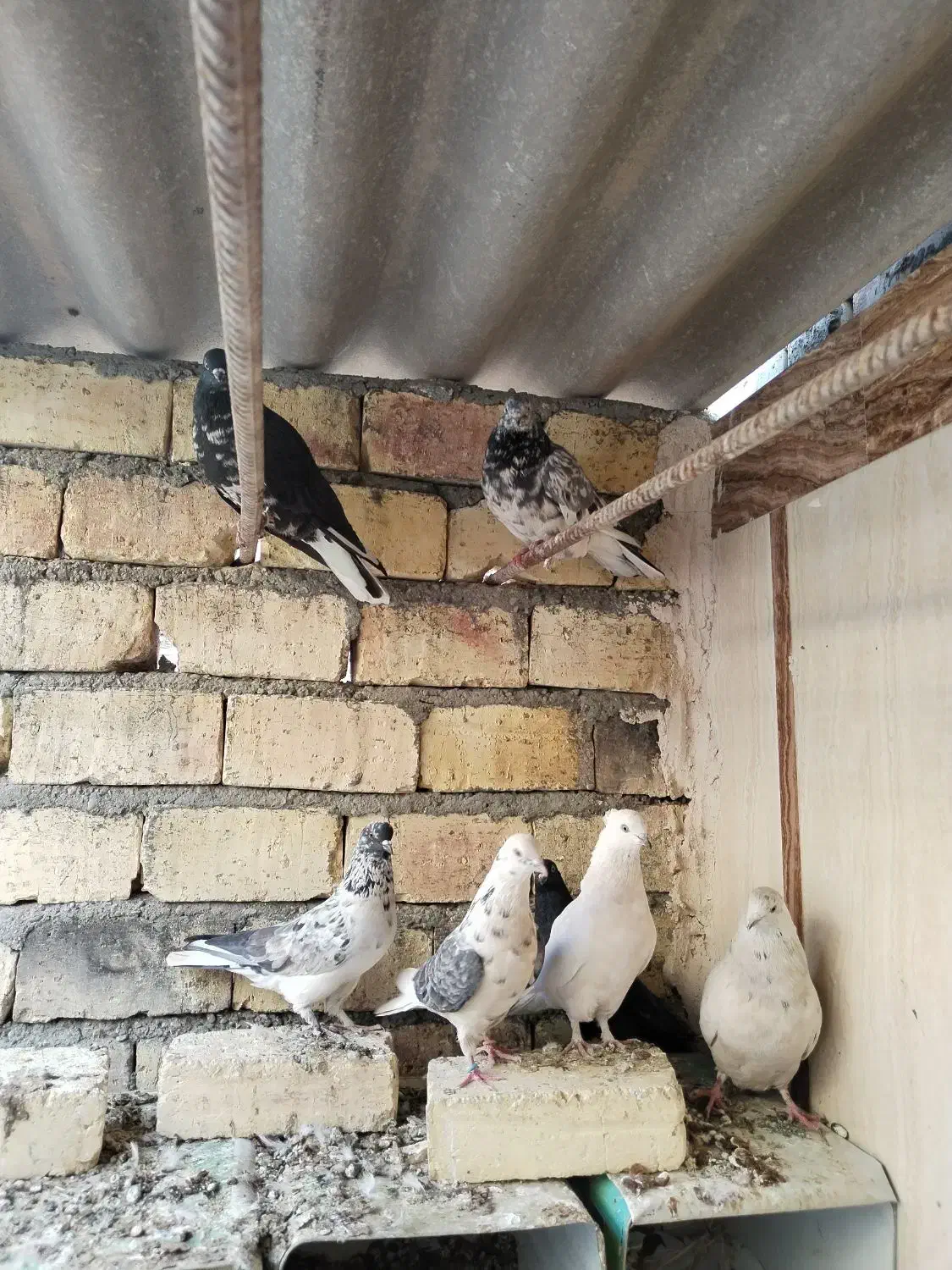 کبوتر پرشی سنگین|پرنده|هرند, |دیوار