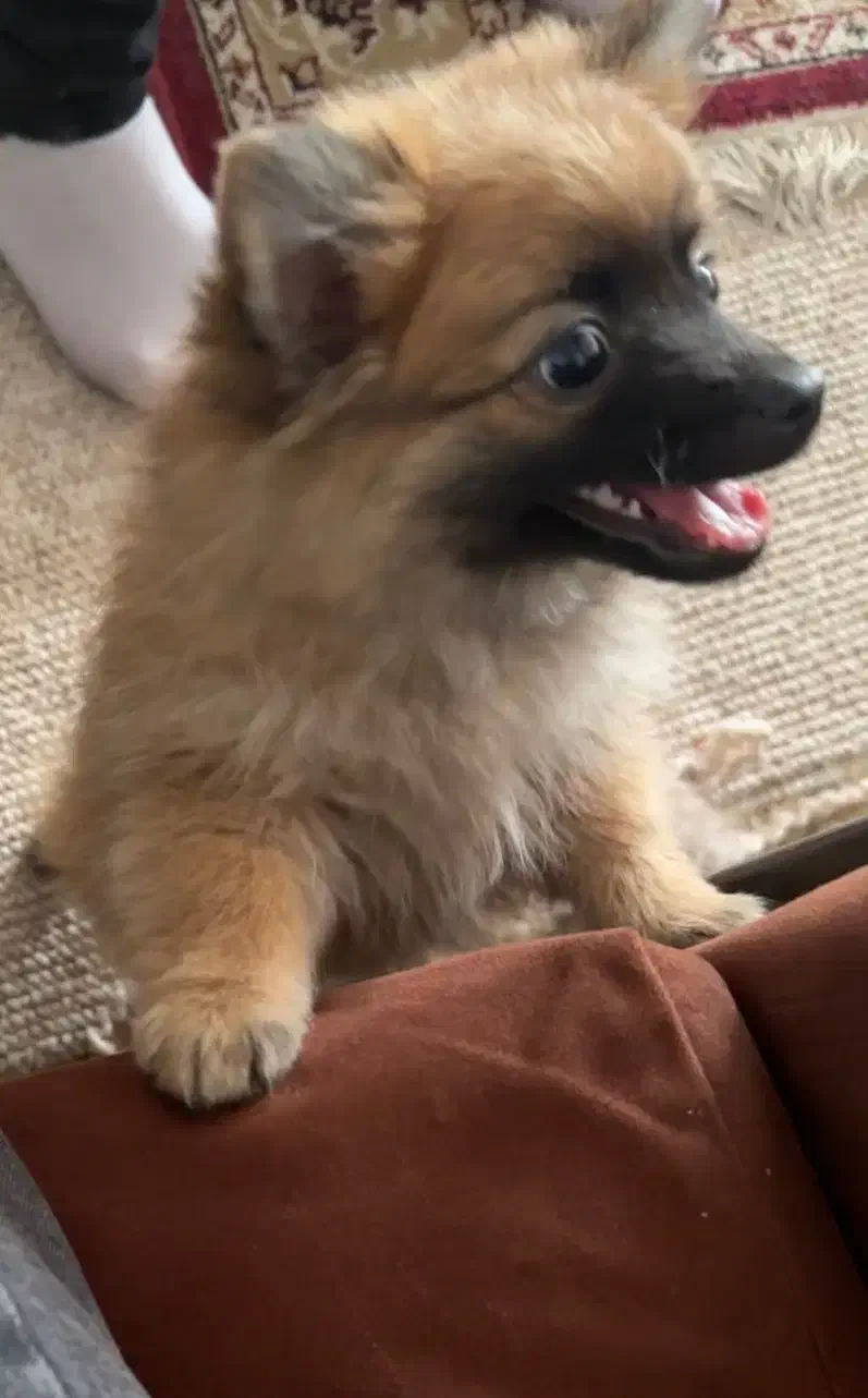 واگذاری سگ|سگ|قم, خاکفرج|دیوار