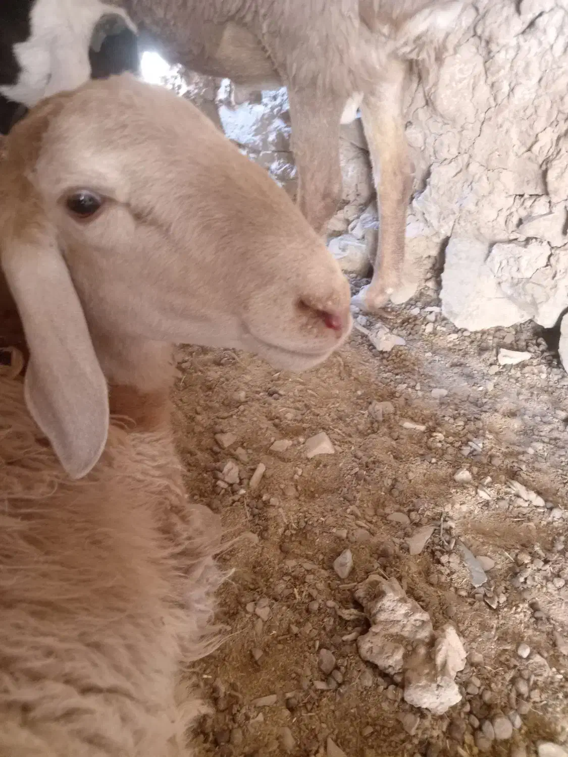 گوشت گوسفندی همه روزه موجود|حیوانات مزرعه|درمیان, |دیوار