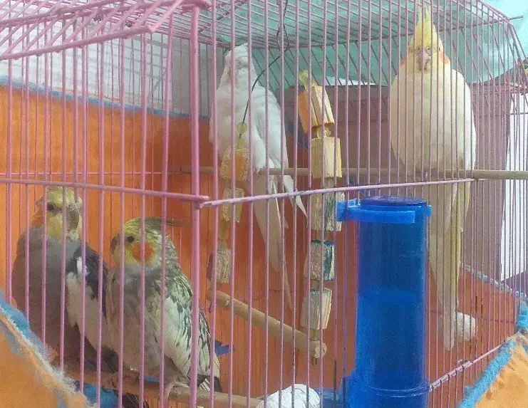 عروس هلندی ۴ تا|پرنده|هشتگرد, شهرک راه آهن|دیوار