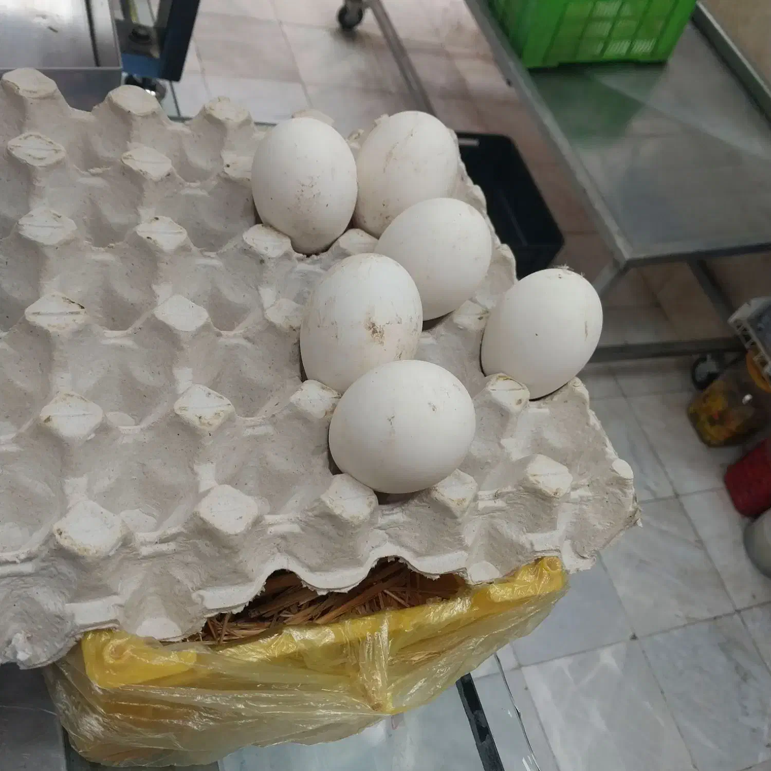 تخم غاز|حیوانات مزرعه|پاکدشت, پاکدشت (مامازند)|دیوار