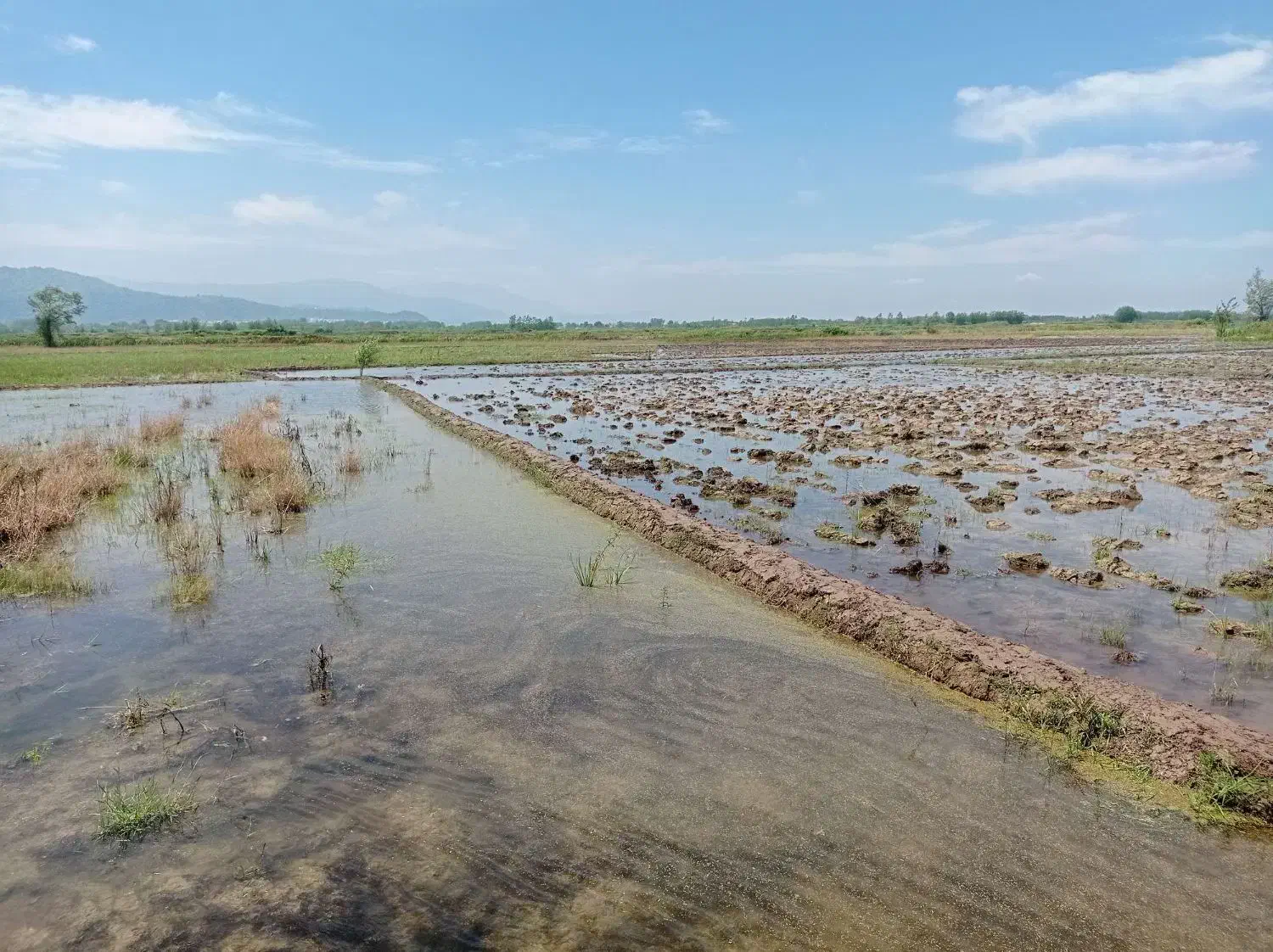 زمین کشاورزی 4500 متری|فروش دفتر صنعتی، کشاورزی، تجاری|رودبنه, |دیوار