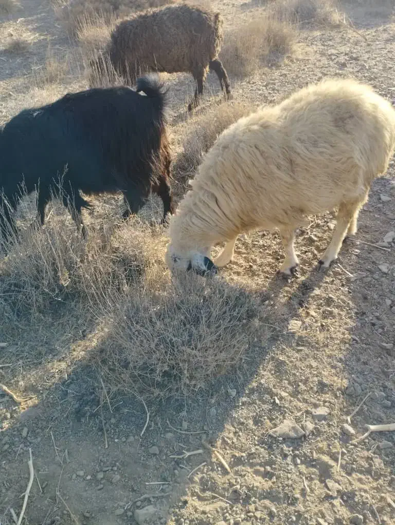 فروشنده|حیوانات مزرعه|جنت, |دیوار