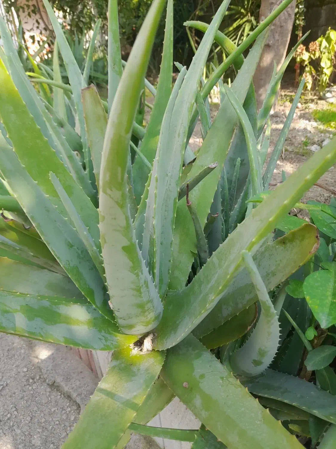 آلوورا|آرایشی، بهداشتی، درمانی|رامسر, |دیوار