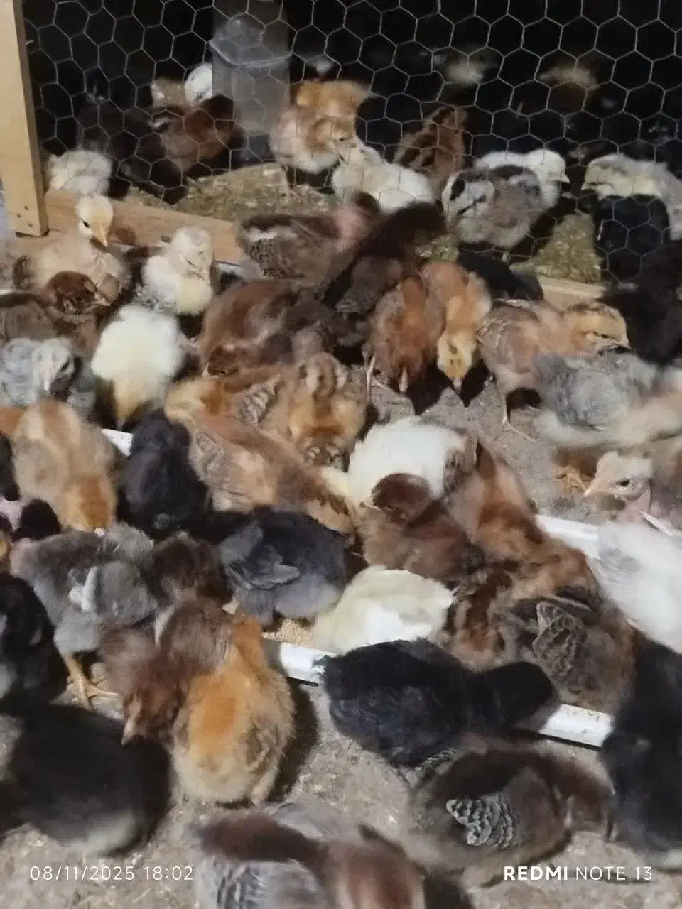 جوجه ۱ تا ۲۰ روره|حیوانات مزرعه|بابل, |دیوار