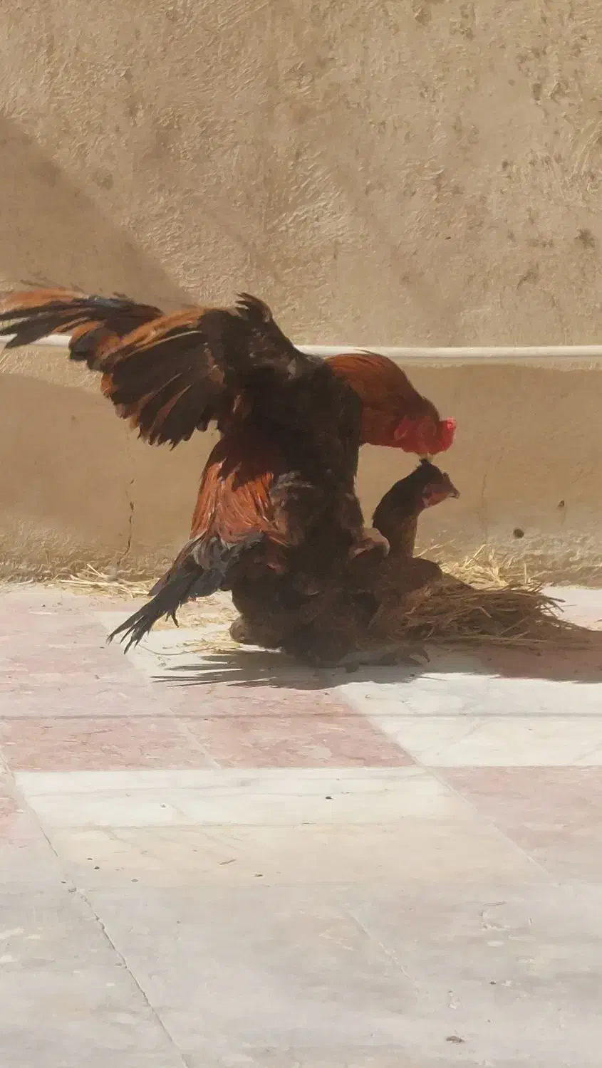 خروس فروشی یا معاوضه|حیوانات مزرعه|سراوان, |دیوار