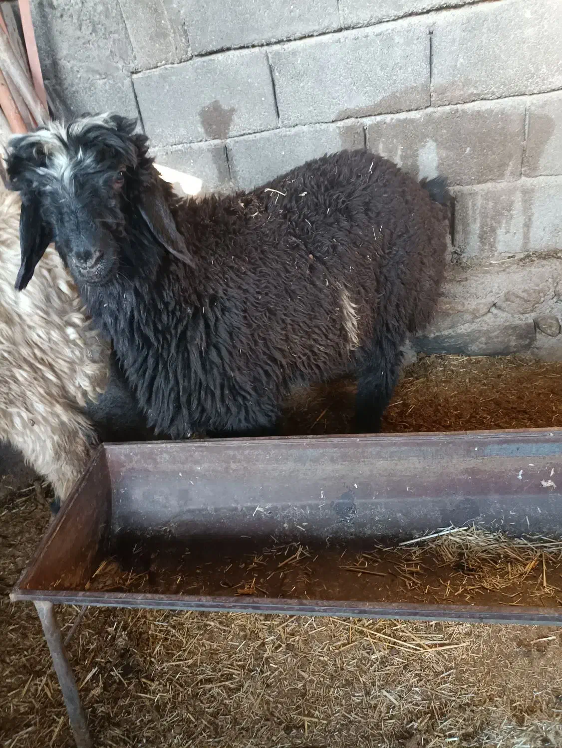 بره تخمی|حیوانات مزرعه|مسجد سلیمان, |دیوار