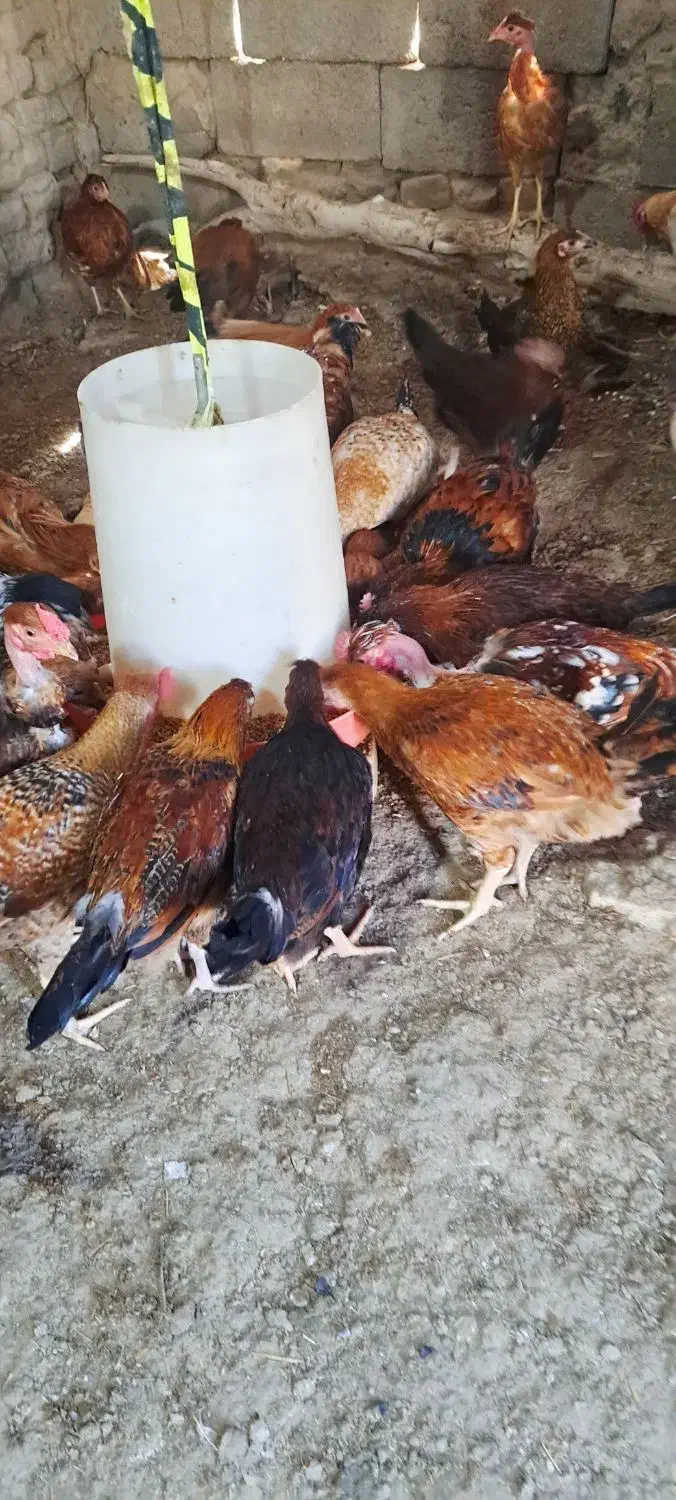 مرغ. جوجه محلی. خروس. شوروایی|حیوانات مزرعه|نیمروز, |دیوار