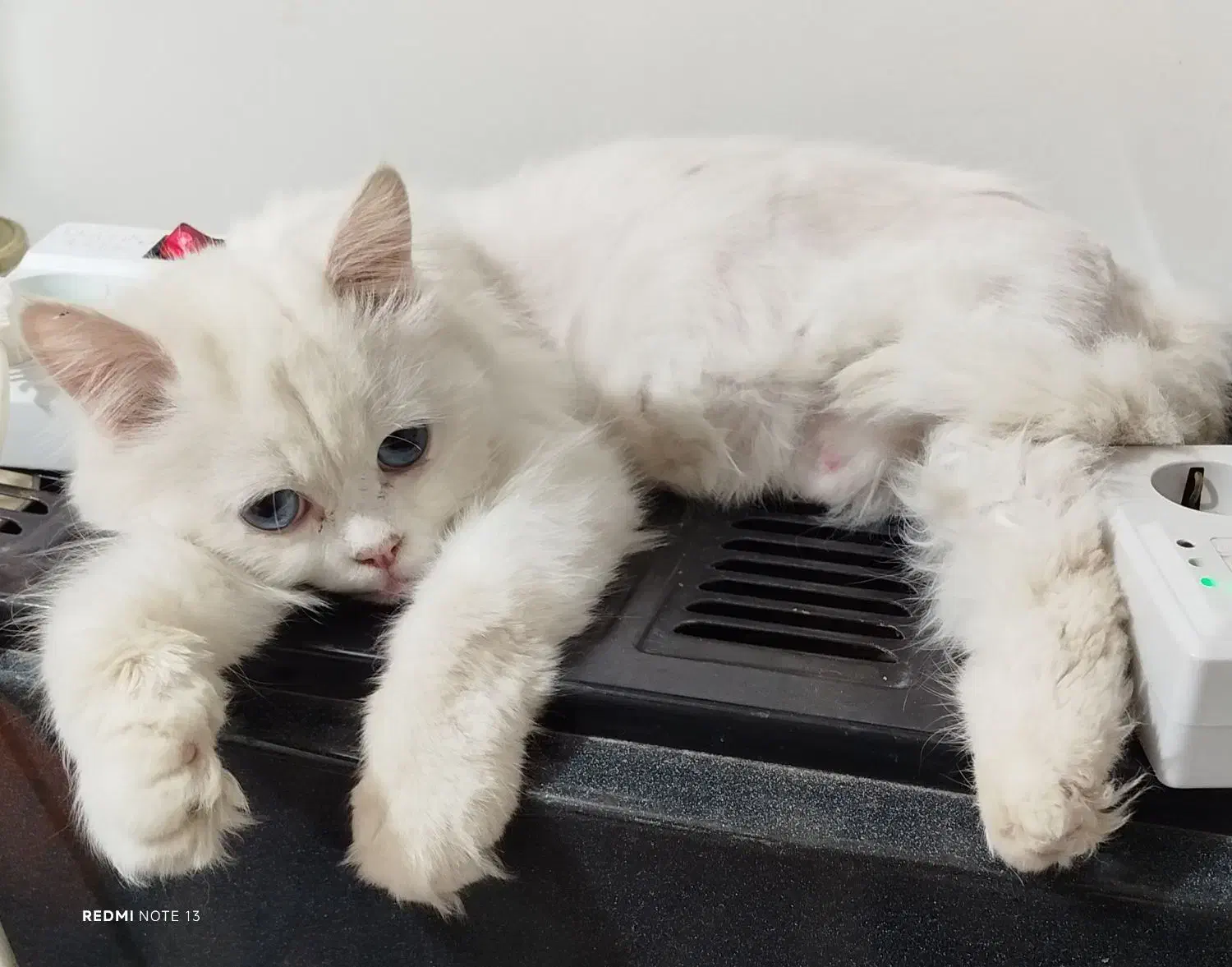 پرشین چشم آبی صورت عروسکی|گربه|سبزوار, جهاد کشاورزی|دیوار