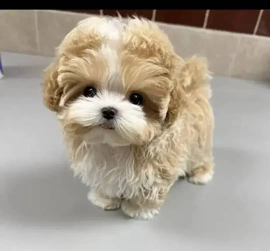 فروش سگ|سگ|شیراز, بریجستون|دیوار