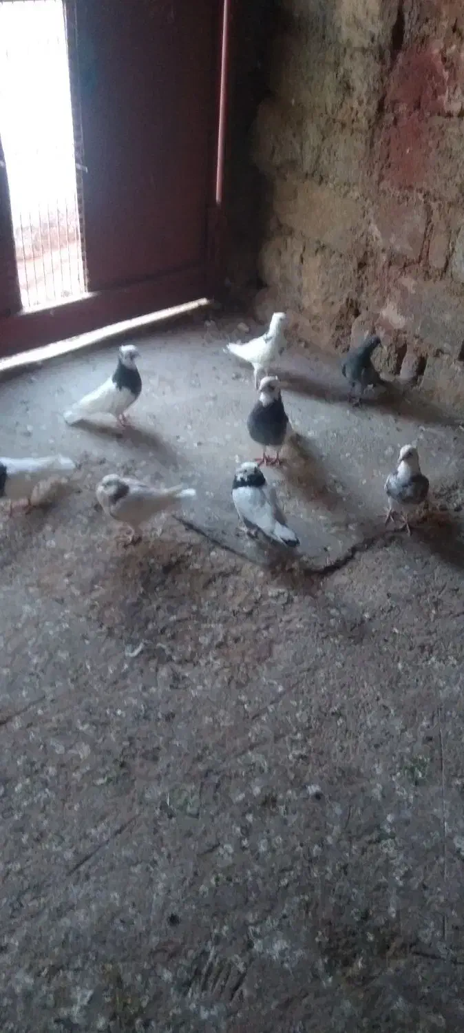 کبور طوقی|پرنده|ایوان, |دیوار