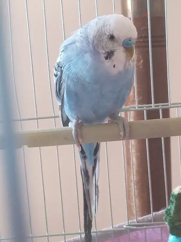 مرغ عشق|پرنده|مهربان, |دیوار