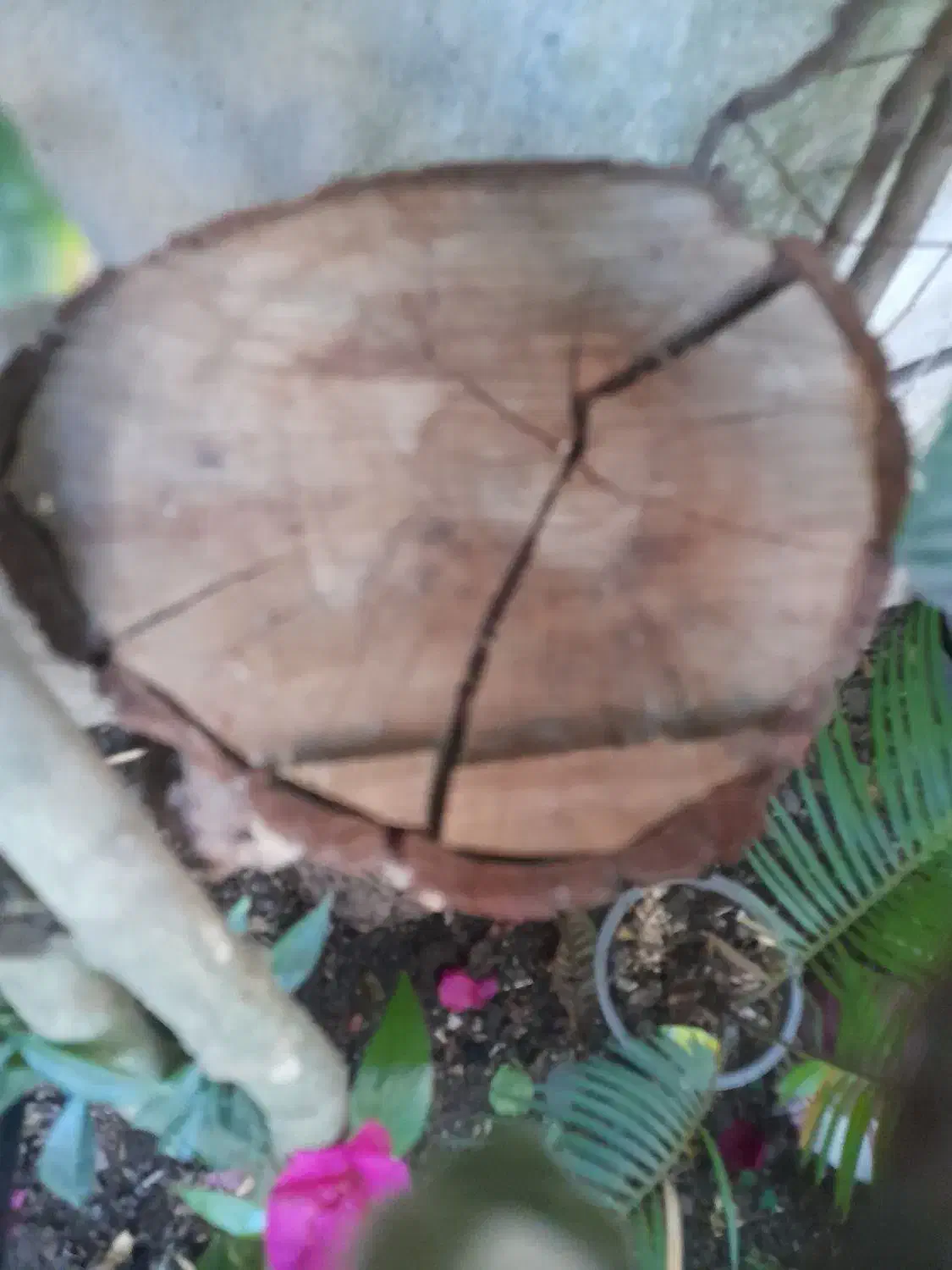 تنه درخت|گل و گیاه طبیعی|رشت, جانبازان|دیوار