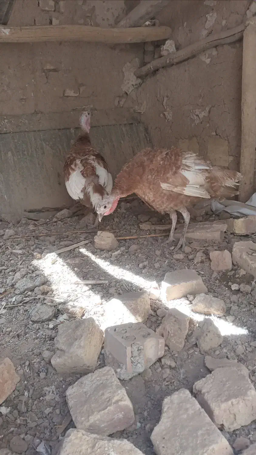 ۲تا بوقلمون ماده|حیوانات مزرعه|تاکستان, |دیوار