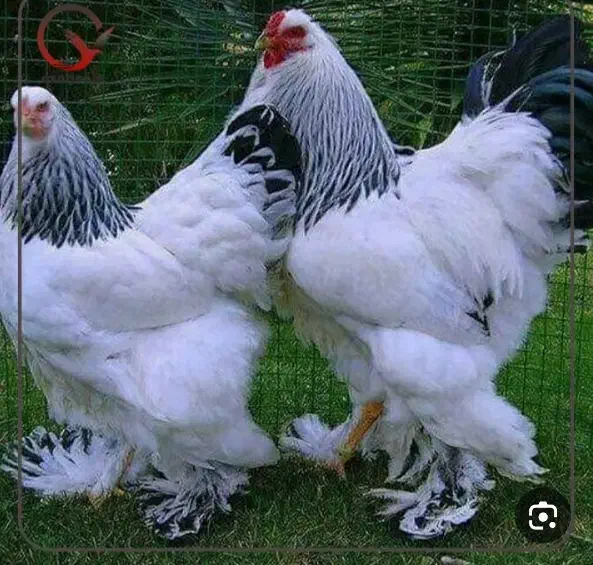 جوجه یکروزه برهما.گلین.گردن لخت.محلی.|حیوانات مزرعه|اردبیل, |دیوار