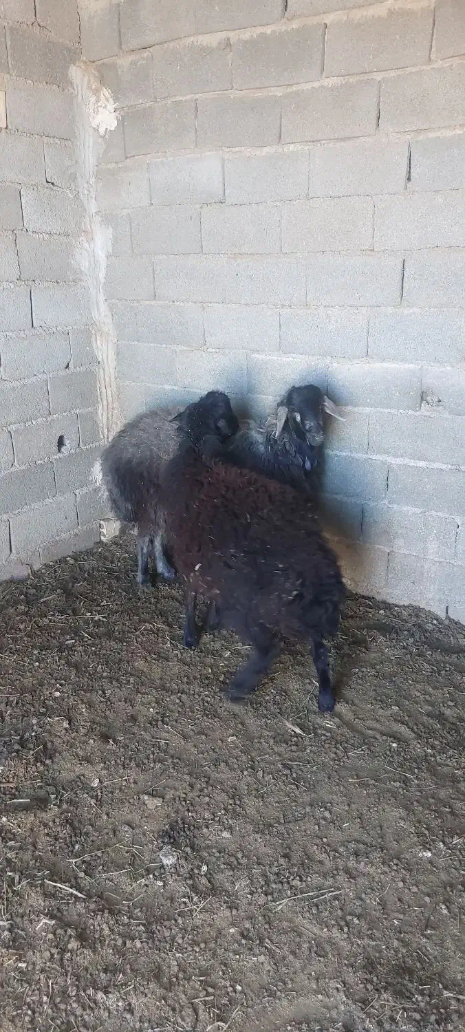 گوسفند نر|حیوانات مزرعه|ماهدشت, |دیوار