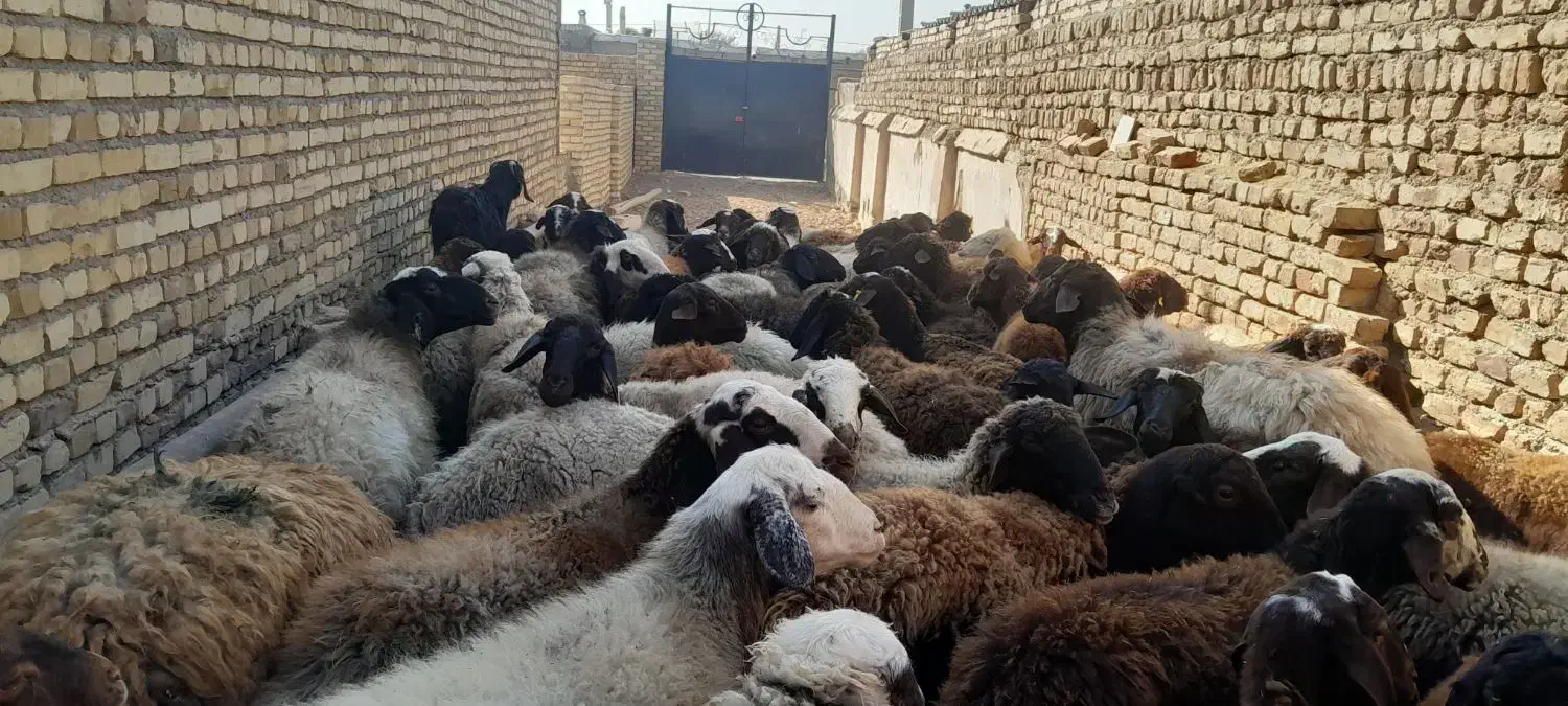 گوسفند جوان شیشک آبستن سنگین|حیوانات مزرعه|کرج, استاندارد|دیوار