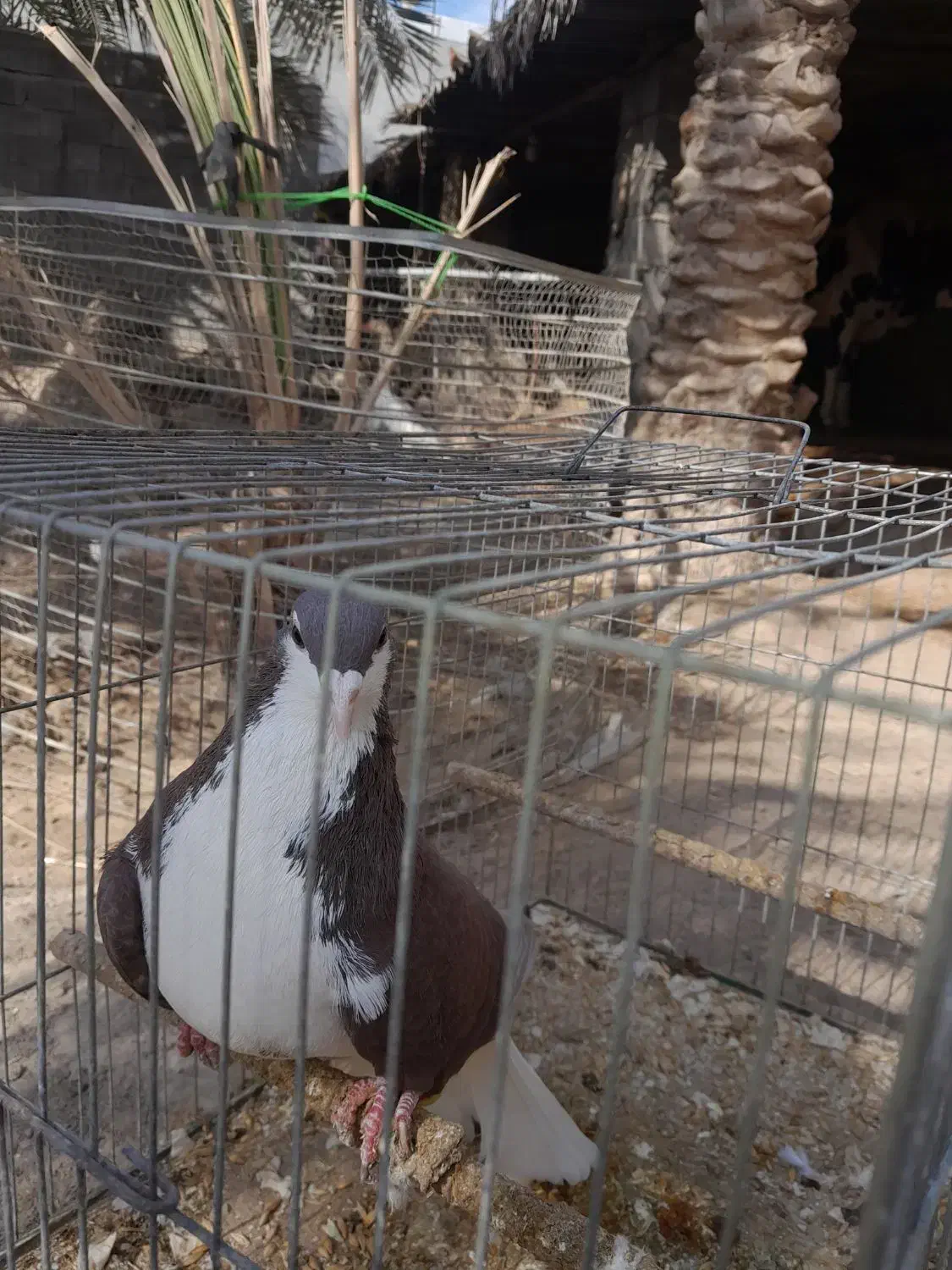 خوشرنگ|پرنده|برازجان, |دیوار