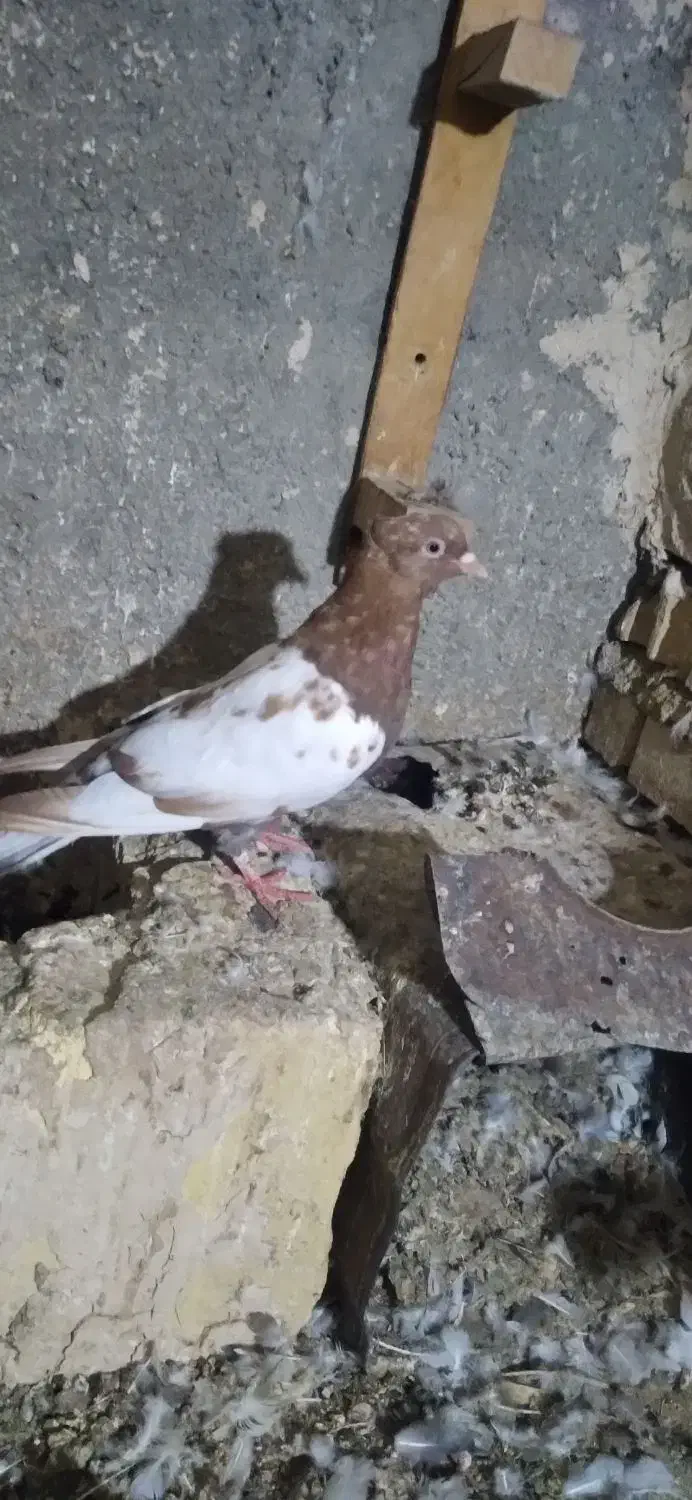 سینه کاکلی نر|پرنده|مشهد, نیزه|دیوار