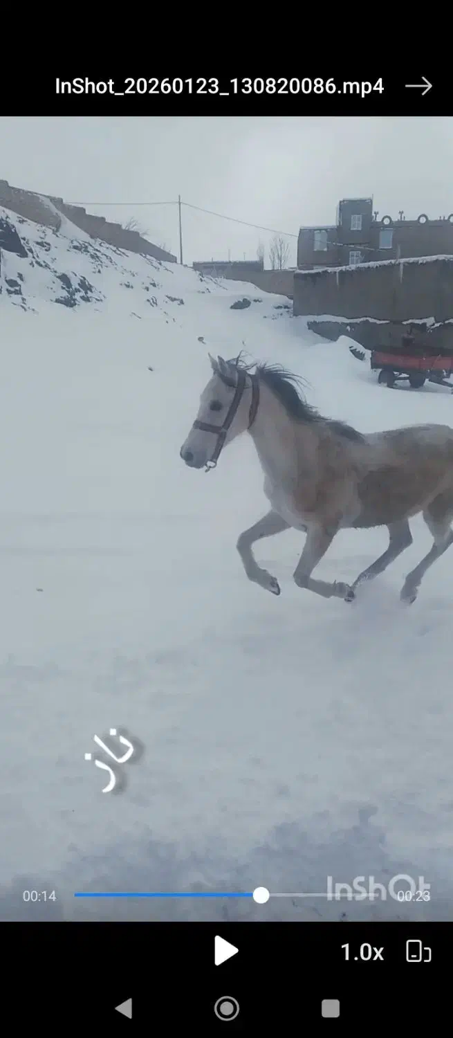 اسب|اسب و تجهیزات اسب‌سواری|سلطانیه, |دیوار