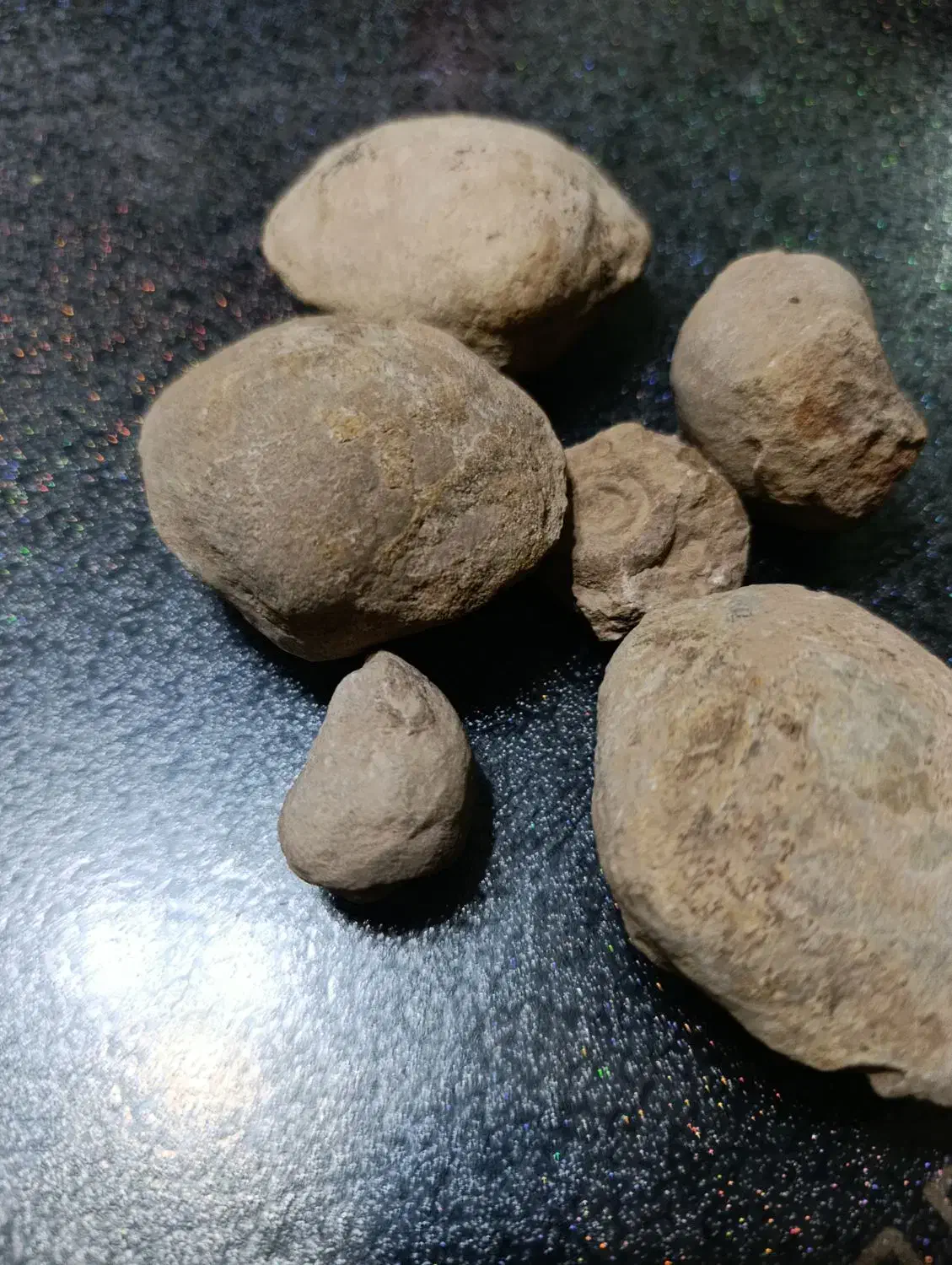 فسیل صدف|کلکسیون اشیاء عتیقه|تفرش, |دیوار