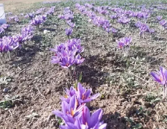 گل زعفران تربت حیدریه زاوه خریدمستقیم ازخودکشاورز|خوردنی و آشامیدنی|مشهد, رسالت|دیوار