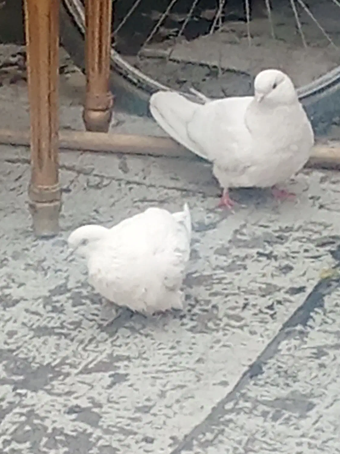 یه جفت کفتر سفید|پرنده|نسیمشهر, |دیوار