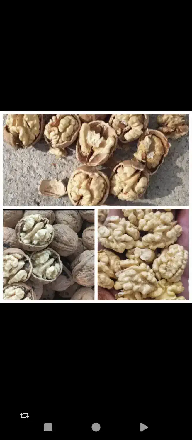 گردو تویسرکان پوست کاغذی|خوردنی و آشامیدنی|شراء, |دیوار