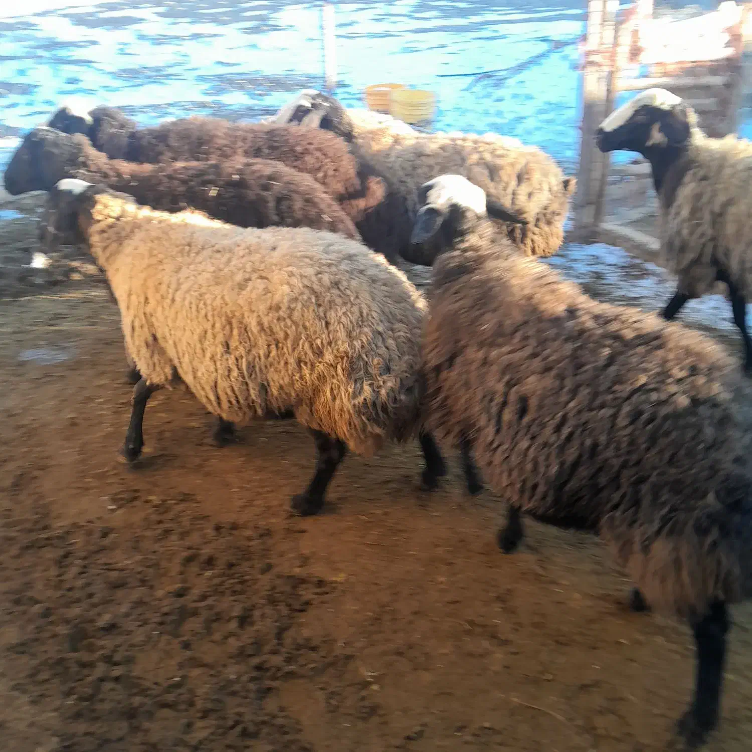 گوسفند|حیوانات مزرعه|بزینه رود, |دیوار