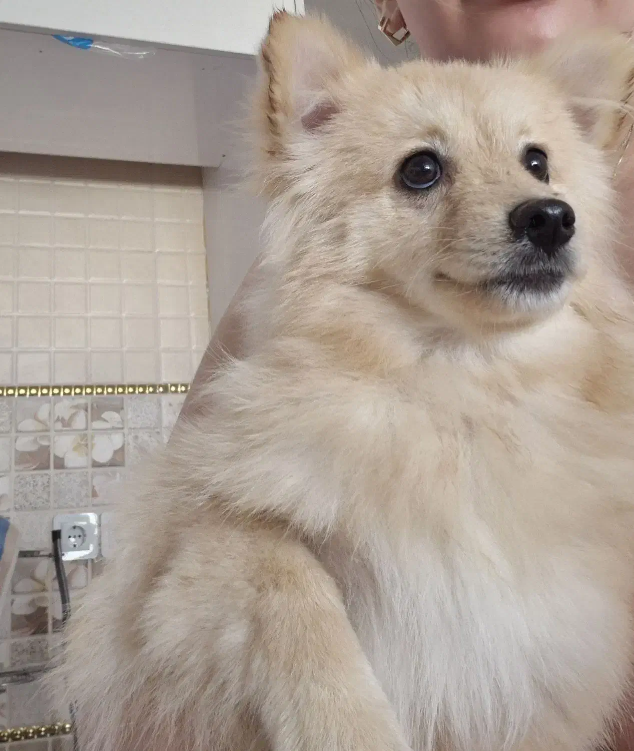 سگ نرپامرین اصل|سگ|اصفهان, شهرک کاوه|دیوار