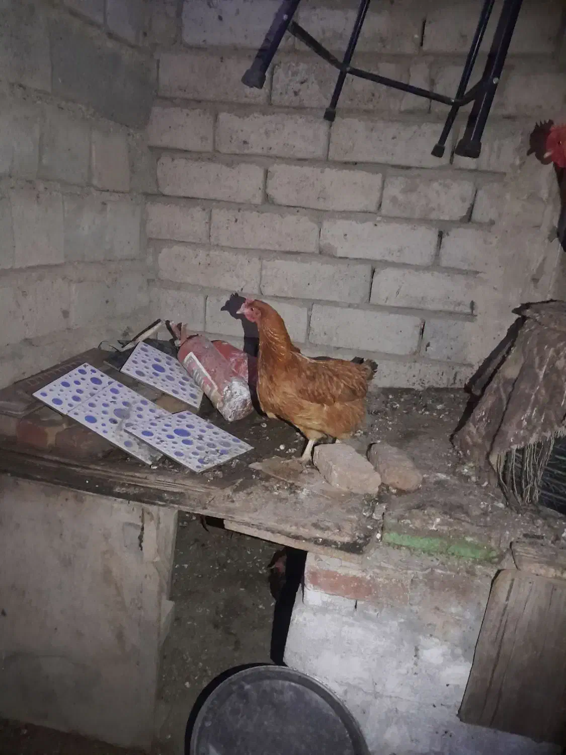 مرغ سرحال|حیوانات مزرعه|انزل, |دیوار