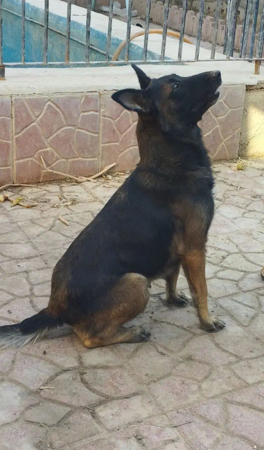 ماده مالینیوز|سگ|پاکدشت, پاکدشت (مامازند)|دیوار