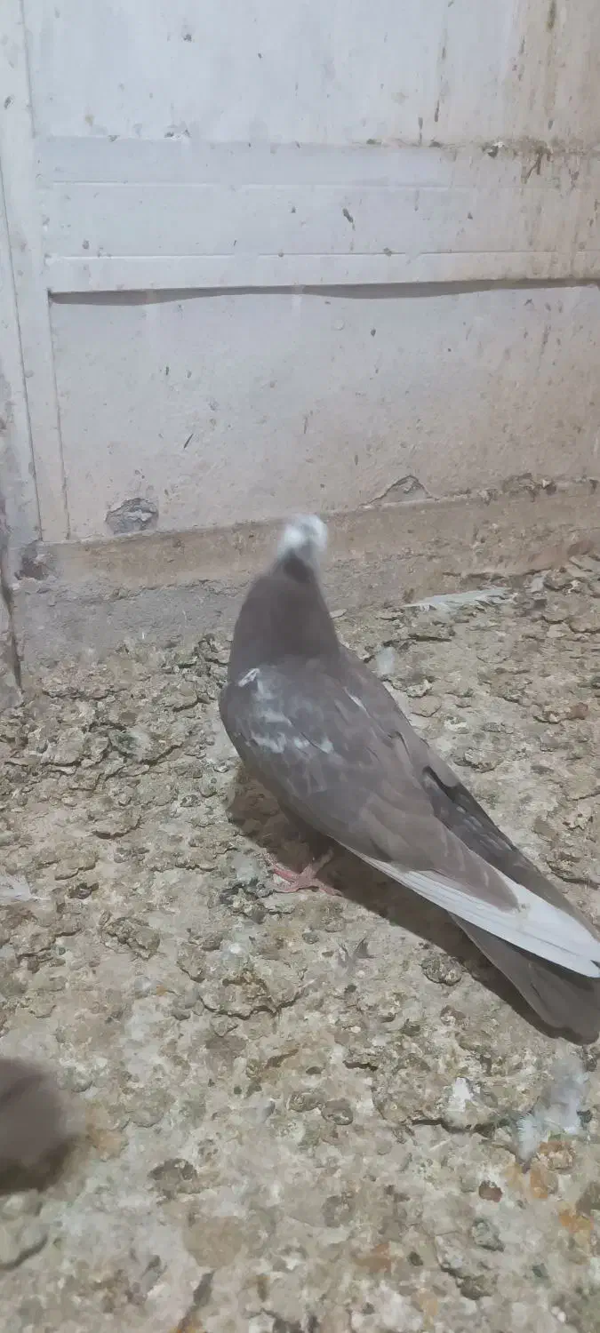 کبوتر در خرمشهر|پرنده|خرمشهر, |دیوار